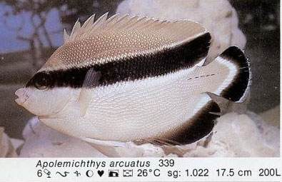 Apolemichthys arcuatus